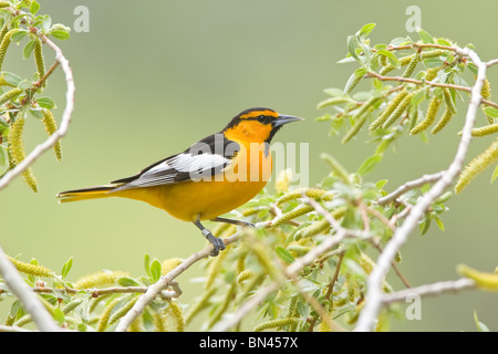 Il Giovenco Rigogolo appollaiate in Willow Tree Foto Stock