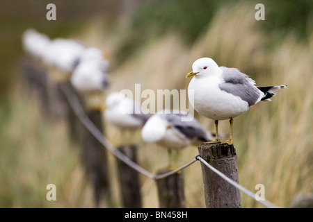 Gabbiano comune; Larus canus; su un post; altri al di fuori della messa a fuoco i gabbiani comuni al di là Foto Stock