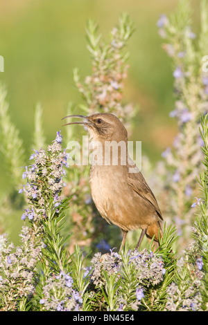 California Thrasher arroccato al rosmarino Foto Stock