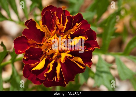 Close up di un francese Calendula 'Red Cherry' Fiore Foto Stock