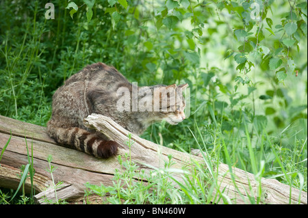 British gatto selvatico, ora trovato solo nel selvaggio in Scozia Foto Stock