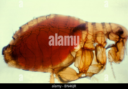 Xenopsylla cheopis, orientali delle pulci di ratto con una piaga proventricular massa (Yersinia pestis batteri) Foto Stock