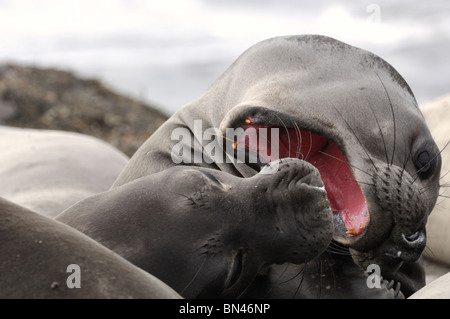 Stock photo closeup di una femmina di northern guarnizione di elefante in appoggio la sua testa su un'altra guarnizione di tenuta. Foto Stock