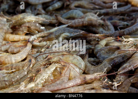 Carico di appena catturati materie Golfo del Messico gambero rosa mediterraneo Mazzancolla scaricata al pesce Hackberry Cameron parrocchia LA Foto Stock