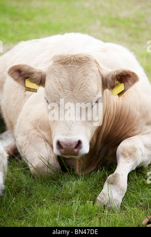 Brown cow rilassante in un campo Foto Stock