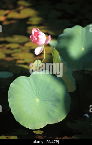 Fiore di loto, prese a la cittadella di Hue, Vietnam Foto Stock