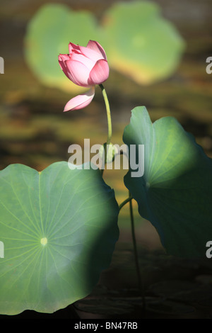 Fiore di loto, prese a la cittadella di Hue, Vietnam Foto Stock