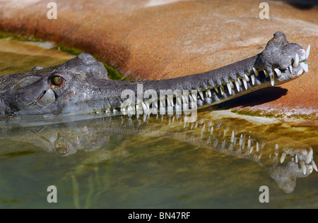 Immediatamente riconoscibile per la sua inconfondibile muso stretto i gharial (Gavialis gangeticus) è noto anche come un Gavial.