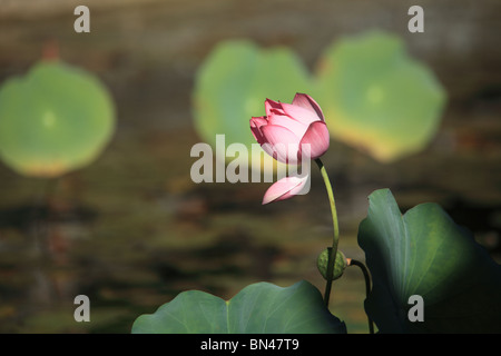 Fiore di loto, prese a la cittadella di Hue, Vietnam Foto Stock