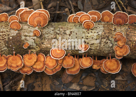 La staffa di funghi sui morti tree-trunk in pioggia-foresta, Borneo Foto Stock