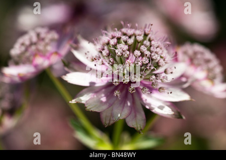 Grande Masterwort, Astrantia major, in fiore Foto Stock