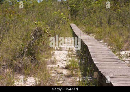 Altopiano habitat con brocca piante Nepenthes gracilis Foto Stock