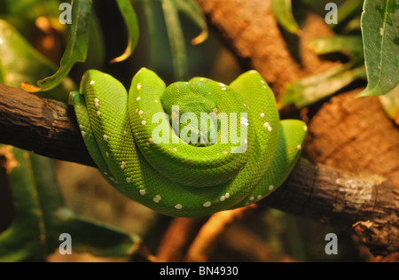 Green Tree Python (Morelia viridis) a riposo in una struttura ad albero, avvolto intorno a un ramo. Presso lo Zoo di Greenville nella Carolina del Sud NEGLI STATI UNITI Foto Stock