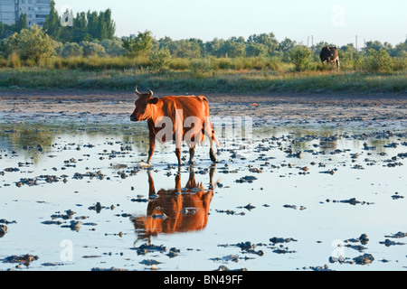 Esecuzione di vacca da mattina a palude e riflessione Foto Stock