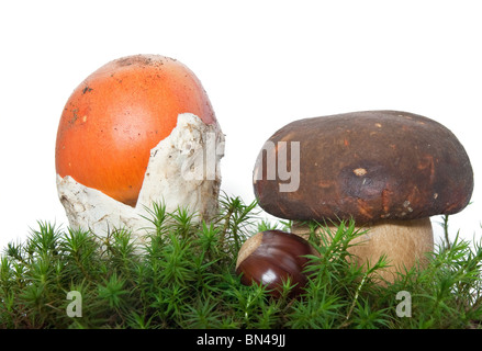 Due funghi, Amanita cesarea e Boletus edulis con castagne il muschio isolati su sfondo bianco Foto Stock