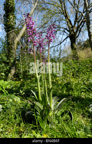 Inizio orchidee viola (Orchis mascula) picchi di fioritura in primavera il bosco, Devon Foto Stock