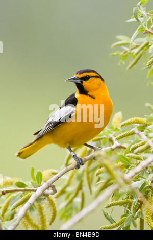 Il Giovenco Rigogolo appollaiate in Willow Tree - Verticale Foto Stock