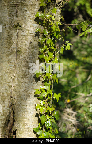 Edera (Hedera helix) crescente & arrampicate sul tronco di un albero di cenere Foto Stock