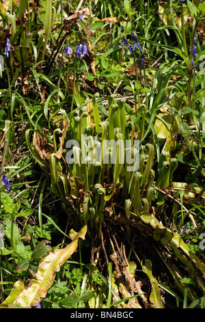 Harts linguetta (felci Asplenium scolopendrium) con le sue foglie dispiegarsi con bluebells in primavera Foto Stock