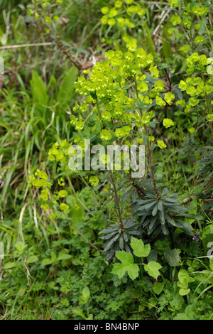 Legno (Euforbia Euphorbia amygdaloides) fioritura nel Devon woodland Foto Stock