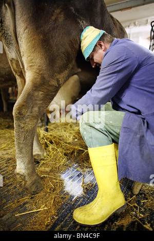 Coltivatore che munge una vacca, Jerzens, Austria Foto Stock