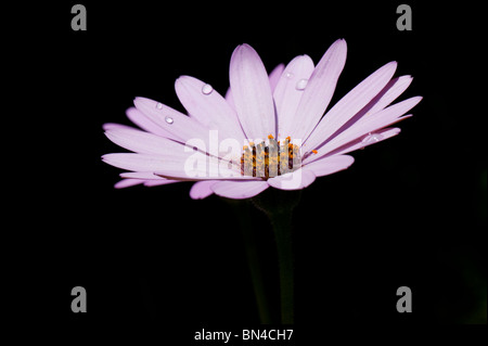 Un singolo Osteospermum jucundum fiore lilla contro un profondo background ombra Foto Stock