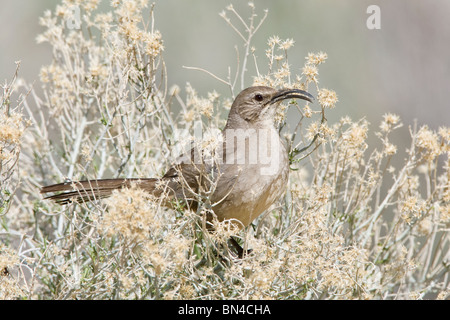 California Thrasher è Salvia Bush Foto Stock