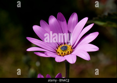 Un singolo Osteospermum jucundum fiore lilla Foto Stock