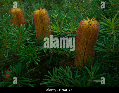 Banksia spinulosa in fiore Foto Stock