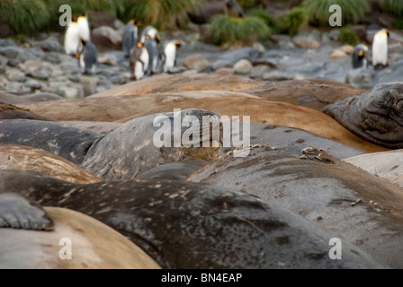 Isola Georgia del Sud, porto d'oro. Elefante meridionale guarnizioni (Mirounga leonina) sulla spiaggia con re i pinguini. Foto Stock