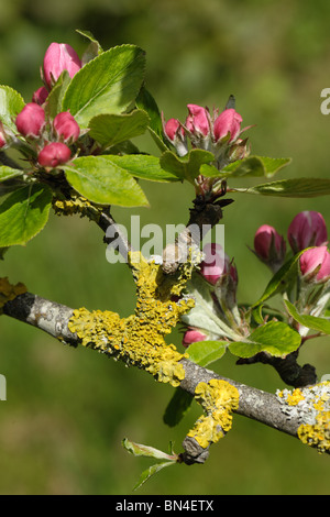 Xanthoria parietina, un colore arancio lichen su apple in legno di rosa con boccioli di fiori Foto Stock