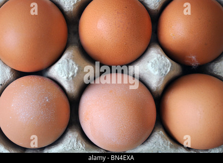 Una mezza dozzina di uova in una scatola per uova Foto Stock