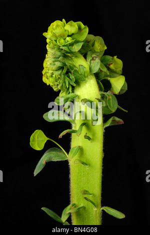 Legno (Euforbia Euphorbia amygdaloides) fiore testa fasciated presso il punto di crescita Foto Stock