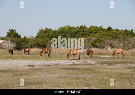 Wild Mustang spagnolo cavalli pascolano sulle erbe palustri, Carolina del Nord Foto Stock