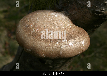 Birch Polypore funghi Piptoporus betulinus Foto Stock