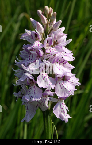Orchidea macchiata Dactylorhiza maculata presi in Cumbria, Regno Unito Foto Stock