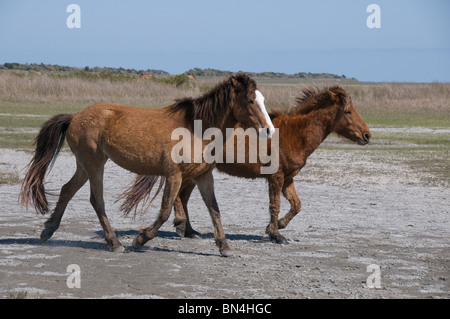 Wild Mustang spagnolo cavalli sulla Outer Banks del North Carolina Foto Stock