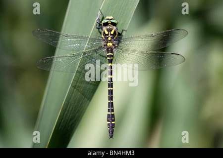 Golden-inanellati Dragonfly Cordulegaster boltonii presi in Cumbria, Regno Unito Foto Stock