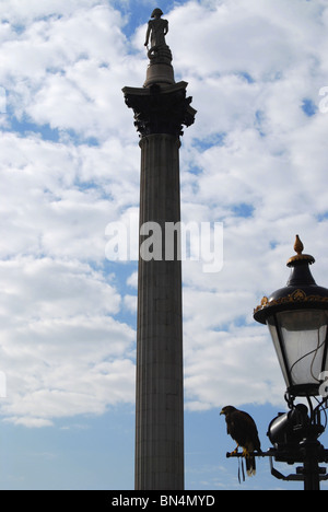 Falcon seduto in cima a una strada luce. Trafalgar Square a Londra, Inghilterra Foto Stock