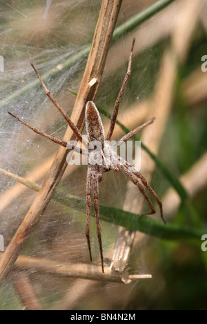 Vivaio femmina-web spider Pisaura mirabilis presi in Cumbria, Regno Unito Foto Stock