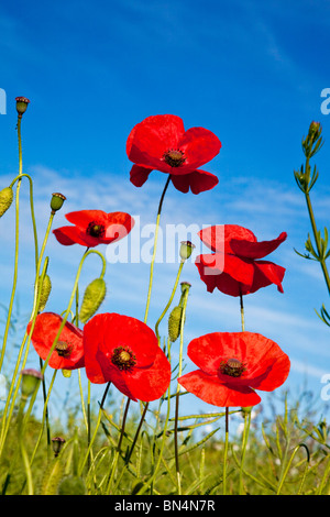 Comune di papaveri rossi, Papaver rhoeas, contro un cielo blu chiaro Foto Stock