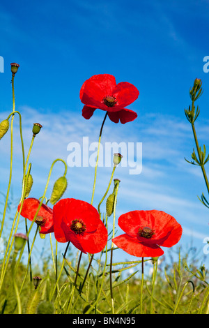 Comune di papaveri rossi, Papaver rhoeas, contro un cielo blu chiaro Foto Stock