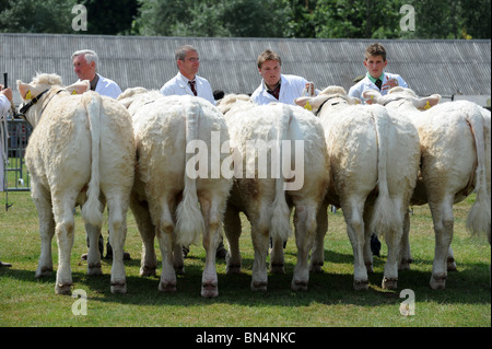 Charolais bestiame nel giudicare il ring a Shropshire County Visualizza Foto Stock