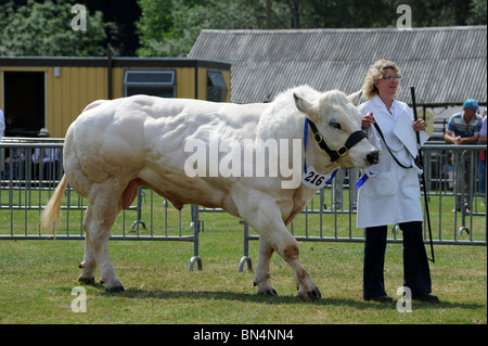 Belga Blue bull a Shropshire County Visualizza Foto Stock