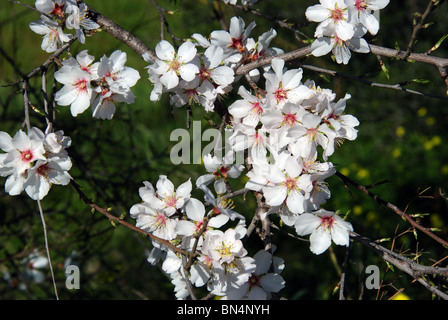 Fiore di mandorla, vicino a Alhaurin el Grande, Mijas Costa, Costa del Sol, provincia di Malaga, Andalusia, Spagna, Europa occidentale. Foto Stock