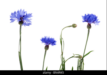 Scopo su bianco - fiori blu fiordaliso close up Foto Stock