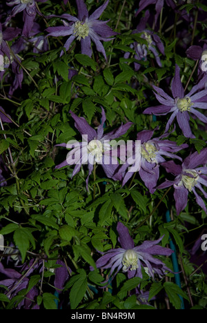 Clematis Macropetala, Jan Lindmark Clematis, bagno flower show Bath Somerset, Regno Unito Foto Stock
