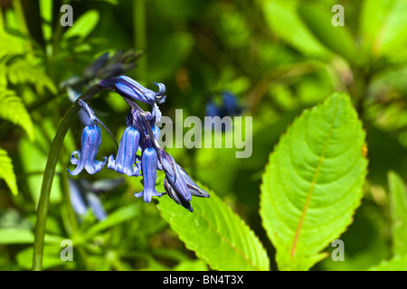 Impianto, fiori selvatici, comune Bluebell, Scilla non scripta Foto Stock