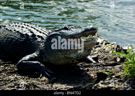 Il coccodrillo americano (Alligator mississippiensis) baring sharp fangs ensoleillement sul log in riva al lago di Martin Louisiana Foto Stock