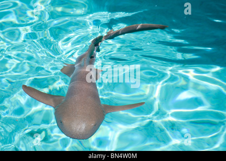 Un infermiere squalo in Staniel cay nelle Bahamas. Foto Stock